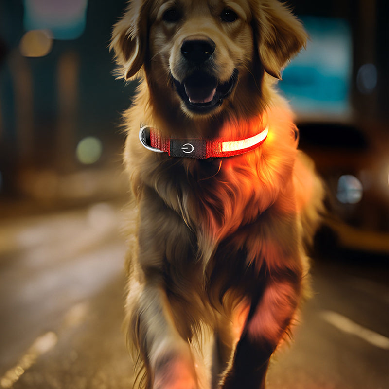 High-Visibility Waterproof LED Glow Collar